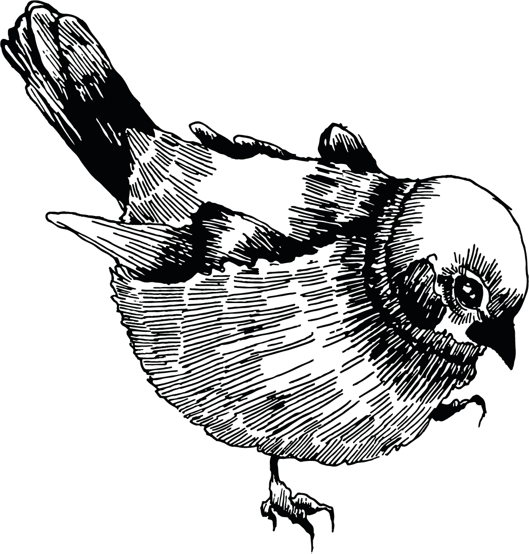 Graphic Sparrow